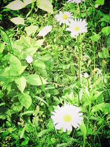 f:id:kalevala:20100719191641j:image:left f:id:kalevala:20100719191641j:image:left