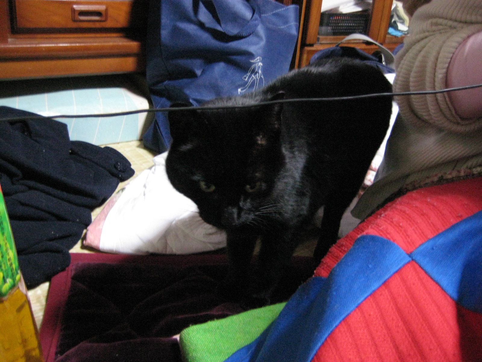 f:id:kalikan:20090102182434j:plain:w480 f:id:kalikan:20090102182434j:plain:w480