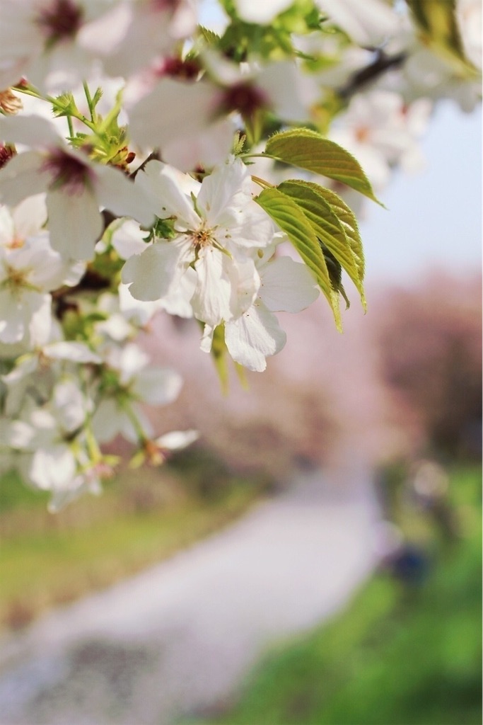 f:id:kaliromi:20190221001709j:image