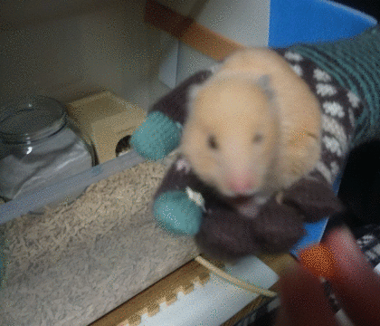 f:id:kalkwater:20150304005618g:plain