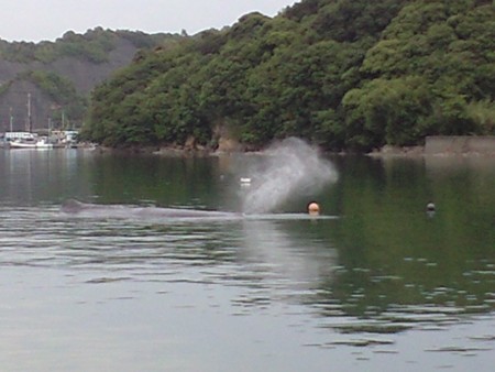 f:id:kaloskuma:20090519132258j:image:right