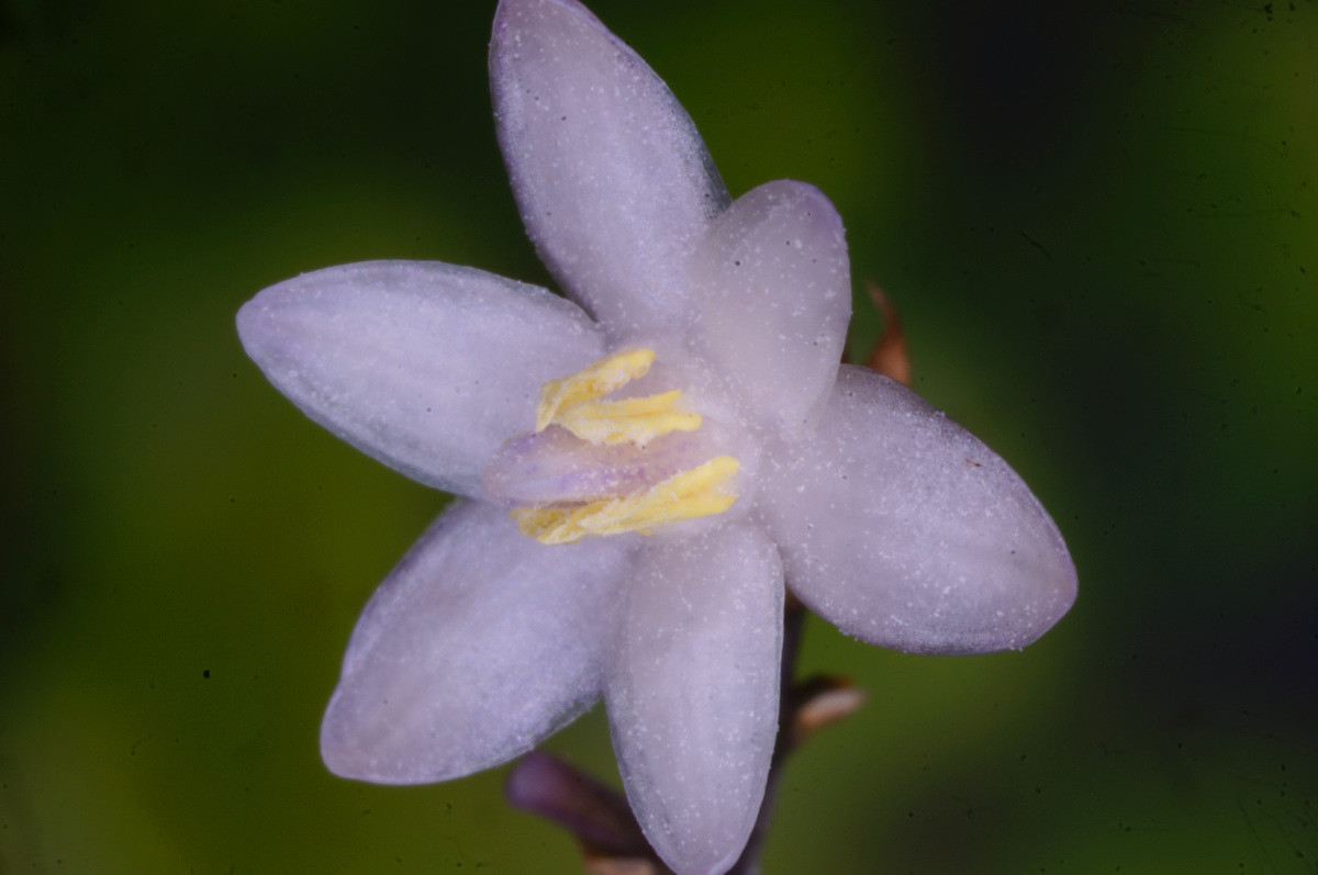 f:id:kalura:20210704185103j:plain