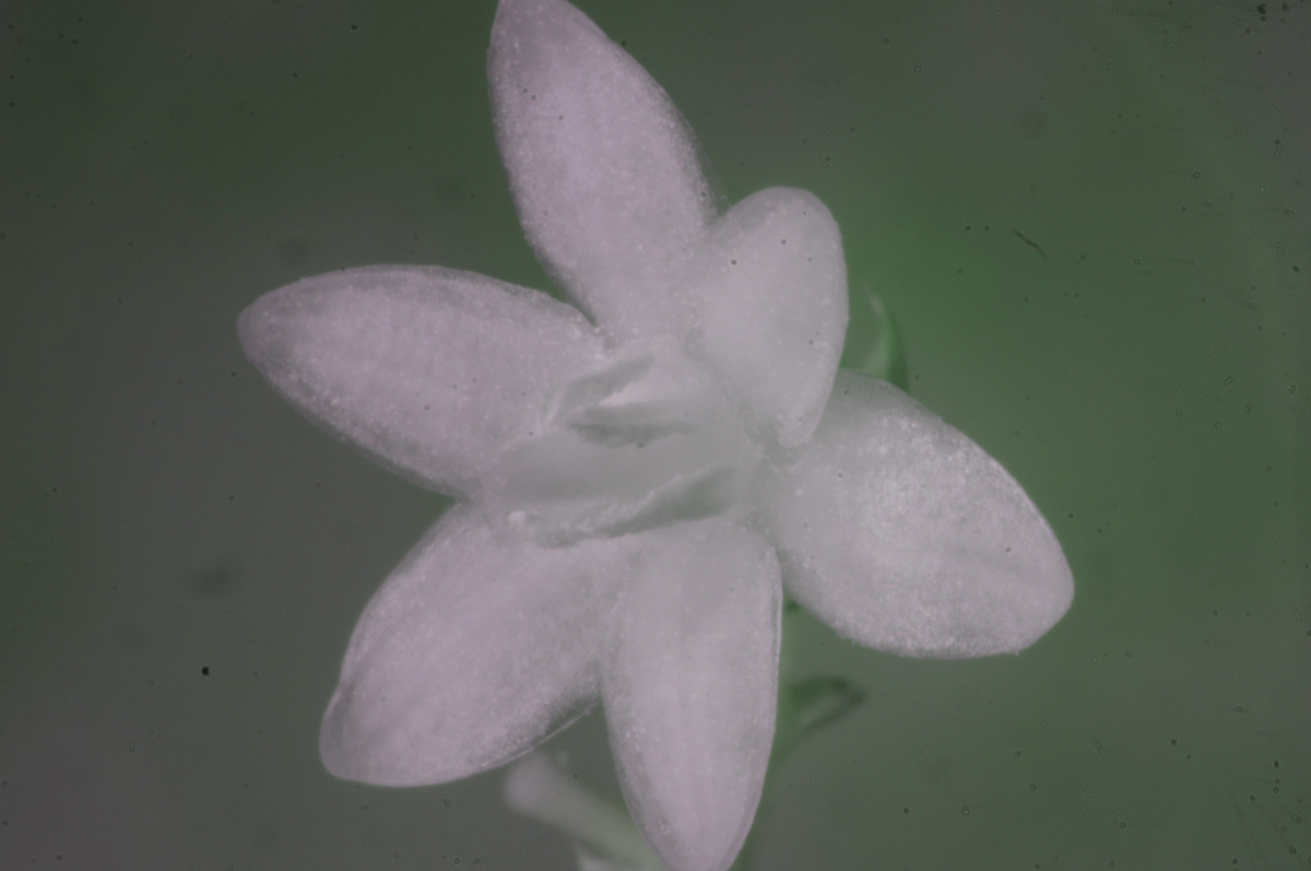 f:id:kalura:20210704185141j:plain