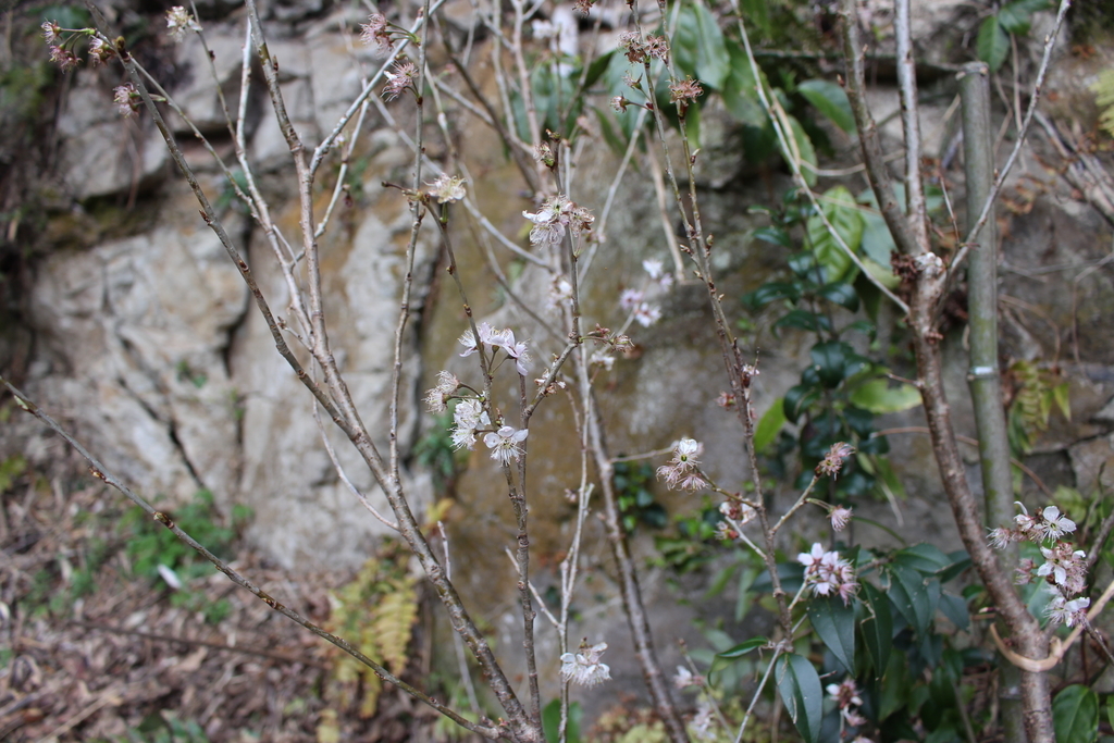 f:id:kamakura-life:20190310233413j:plain