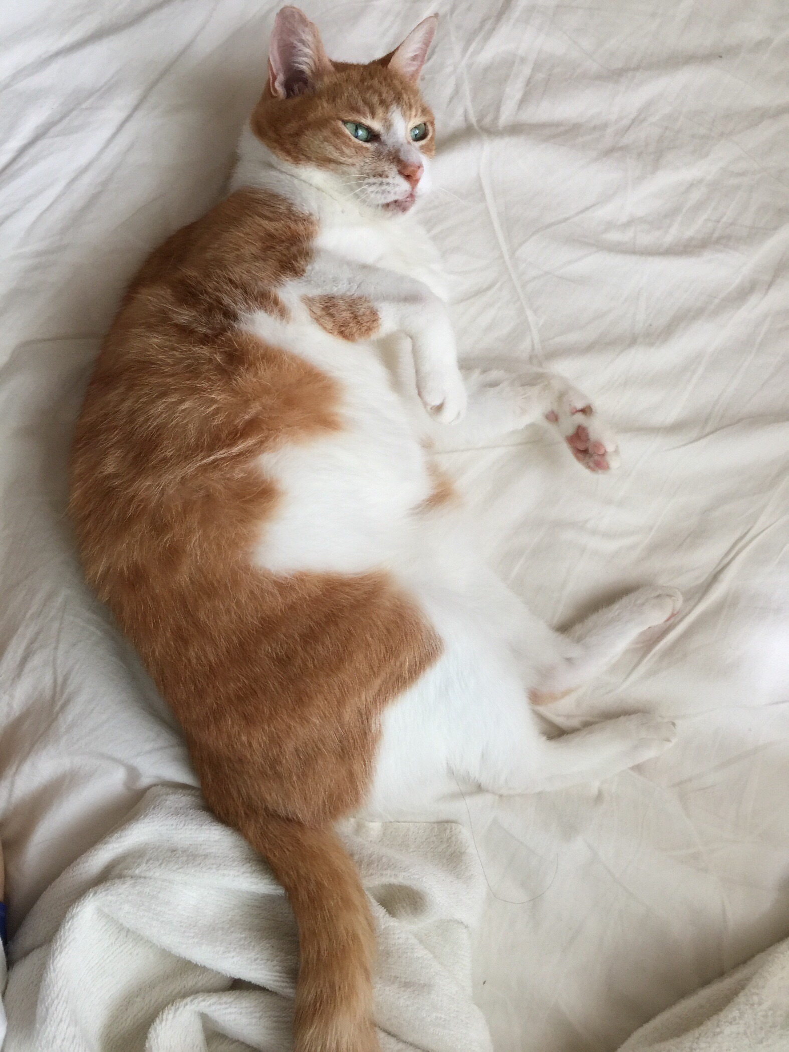 f:id:kamanobe:20160907141416j:image