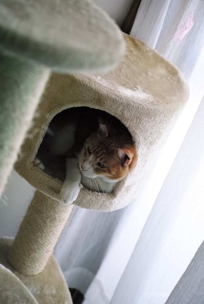 f:id:kamanobe:20181114175127j:plain