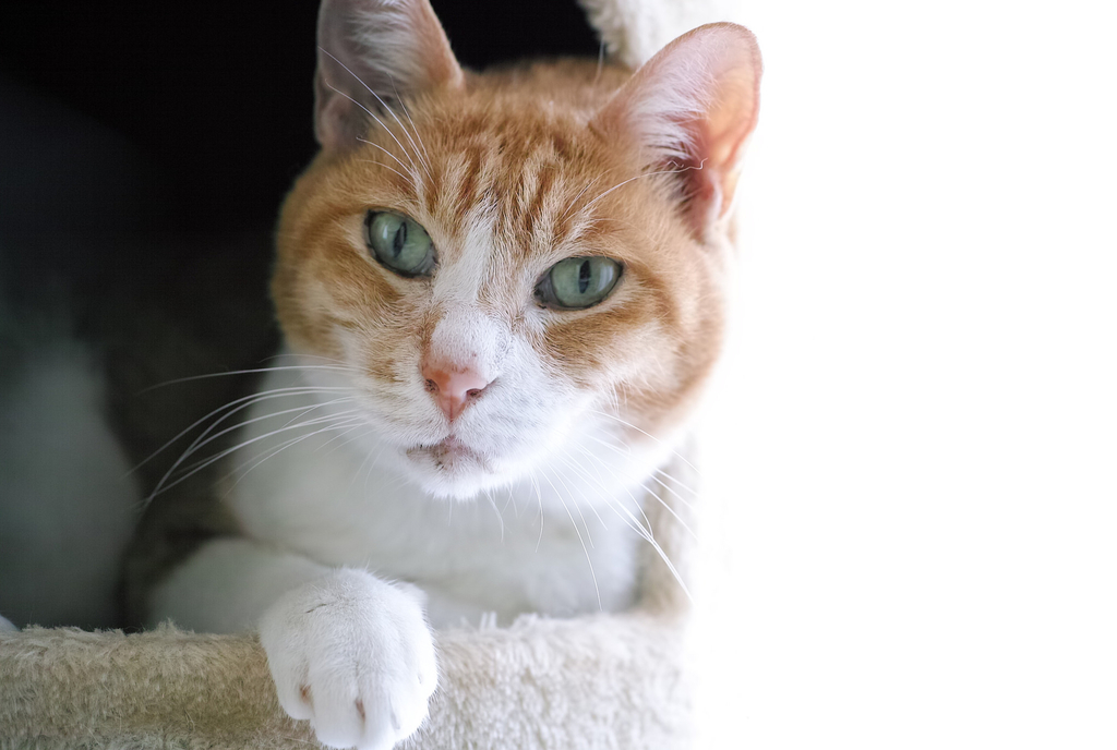 f:id:kamanobe:20181114175131j:plain