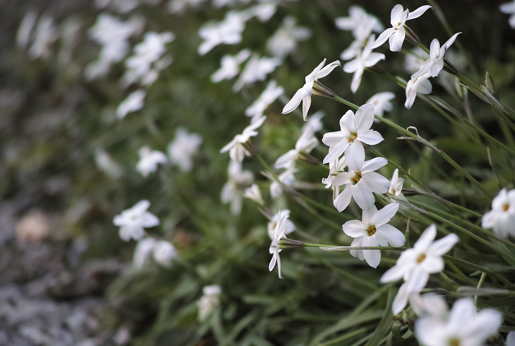 f:id:kamanobe:20181115174513j:plain