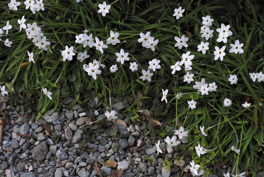 f:id:kamanobe:20181115174518j:plain