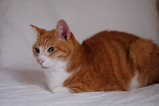 f:id:kamanobe:20190122191640j:plain