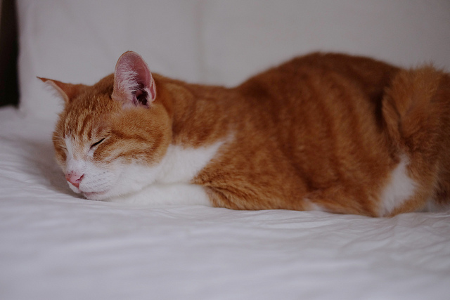 f:id:kamanobe:20190122191642j:plain