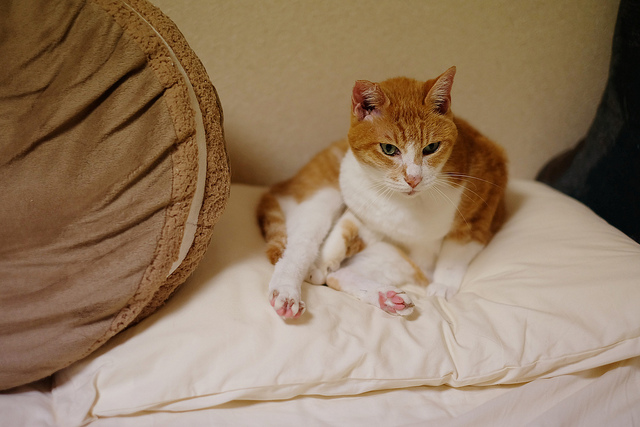 f:id:kamanobe:20190122191646j:plain