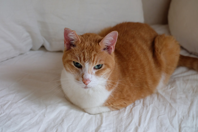 f:id:kamanobe:20190122191651j:plain