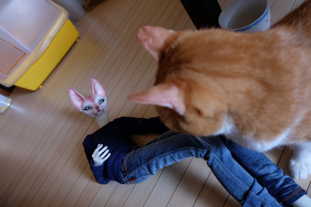 f:id:kamanobe:20190123141324j:plain