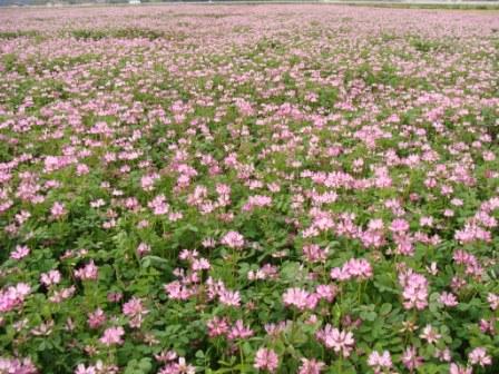 田んぼ一面に咲く紫色の花 嘉麻市社会福祉協議会のブログ