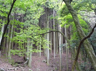 f:id:kamasyakyo:20100429144629j:image
