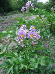 f:id:kamasyakyo:20100601144554j:image