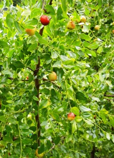 f:id:kamasyakyo:20110921162941j:image
