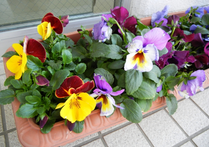 f:id:kamasyakyo:20120313144221j:image