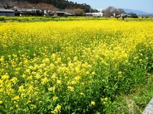 f:id:kamasyakyo:20120329114212j:image