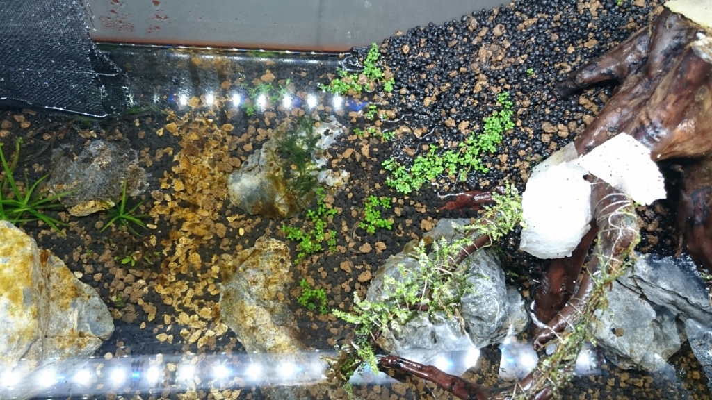 ５ それから25日後 オトシンとコケ Kamatarinahan S Blog Aquarium