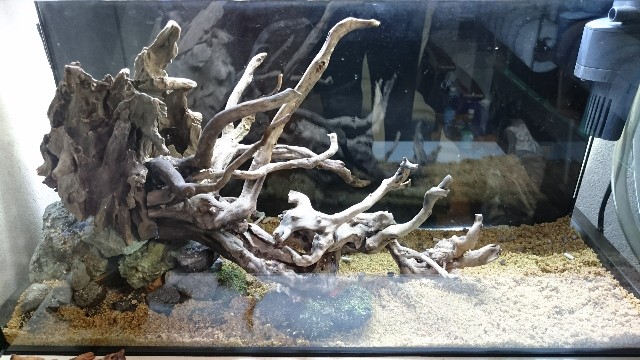Kamatarinahan S Blog Aquarium