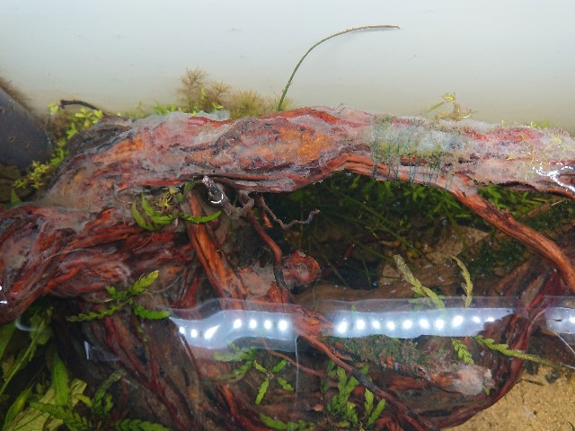 123 流木からのカビ処理 Kamatarinahan S Blog Aquarium