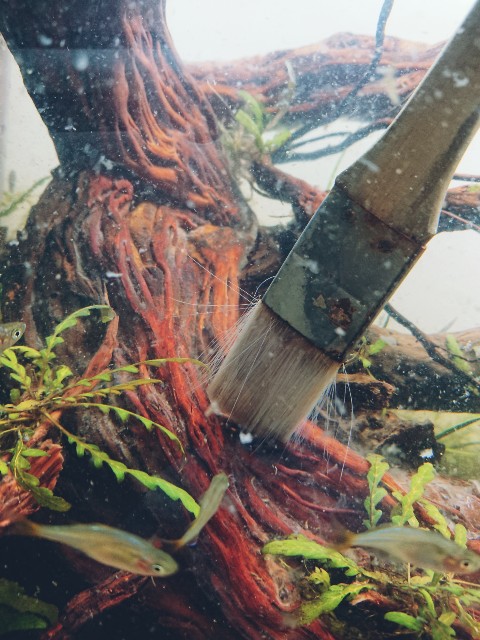 123 流木からのカビ処理 Kamatarinahan S Blog Aquarium