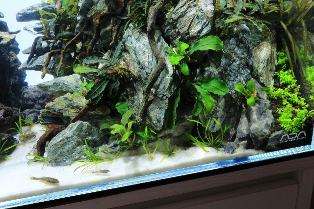 167 60cmda制作 白砂敷き Kamatarinahan S Blog Aquarium