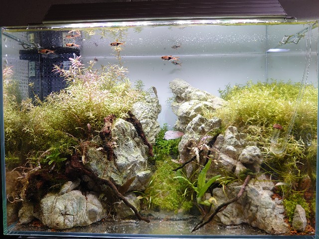 8 消灯苔の効果 水草のダメージ Kamatarinahan S Blog Aquarium 8 消灯苔の効果 水草のダメージ Kamatarinahan S Blog Aquarium