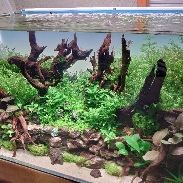 223 石垣レイアウト90 注水 Kamatarinahan S Blog Aquarium 223 石垣レイアウト90 注水 Kamatarinahan S Blog Aquarium