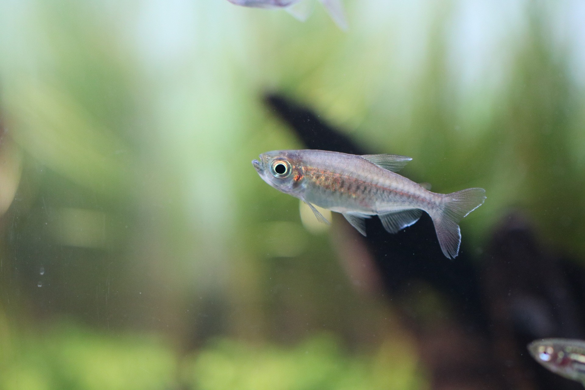 287 倒木レイアウト60 お魚お迎え Kamatarinahan S Blog Aquarium