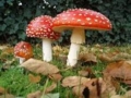 20110118210545