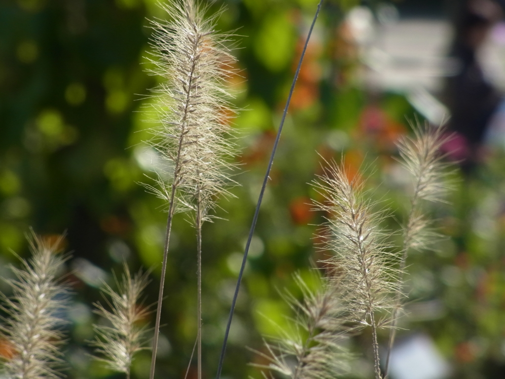 f:id:kame710:20161116101524j:plain f:id:kame710:20161116101524j:plain