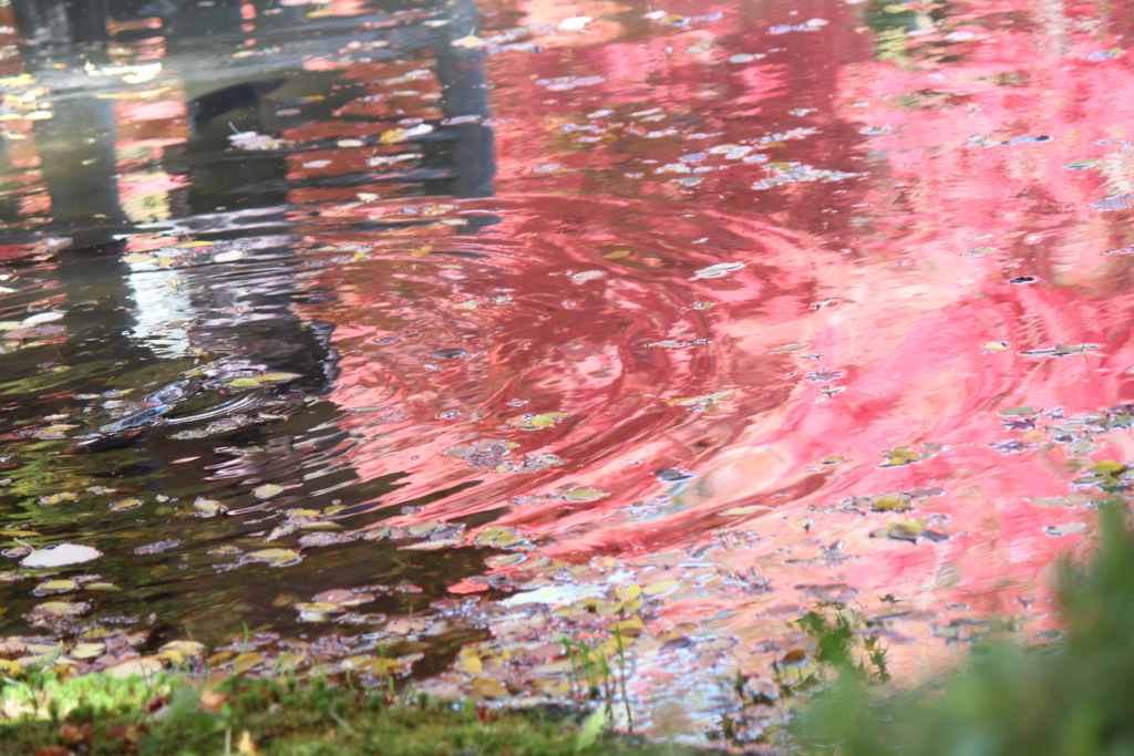 f:id:kame710:20161116103016j:plain f:id:kame710:20161116103016j:plain