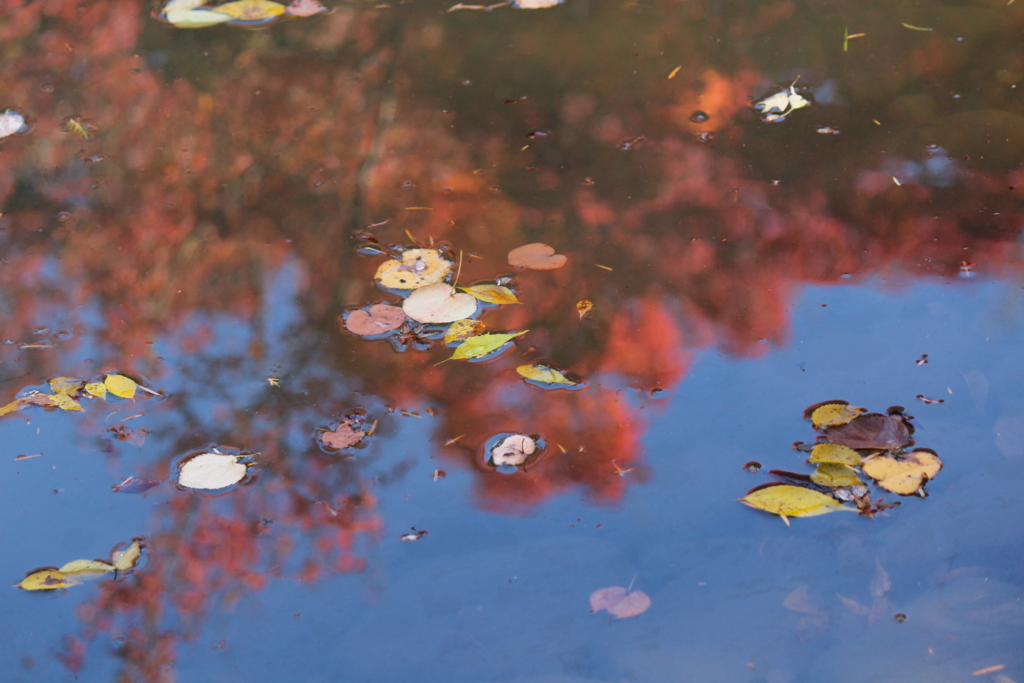 f:id:kame710:20161116103328j:plain f:id:kame710:20161116103328j:plain