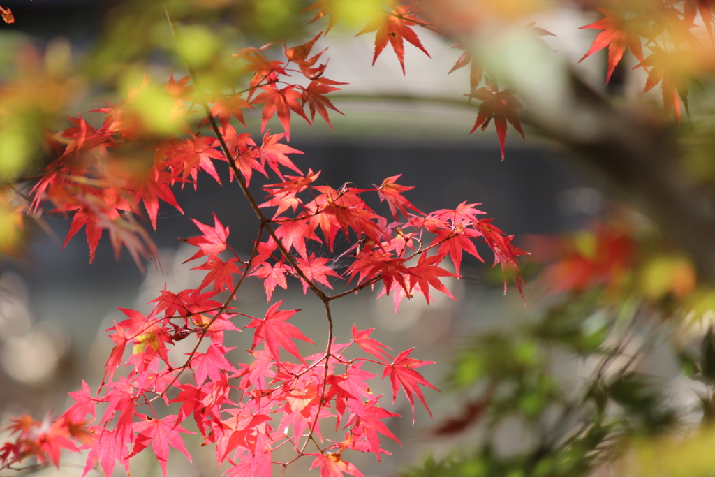 f:id:kame710:20161116103635j:plain f:id:kame710:20161116103635j:plain