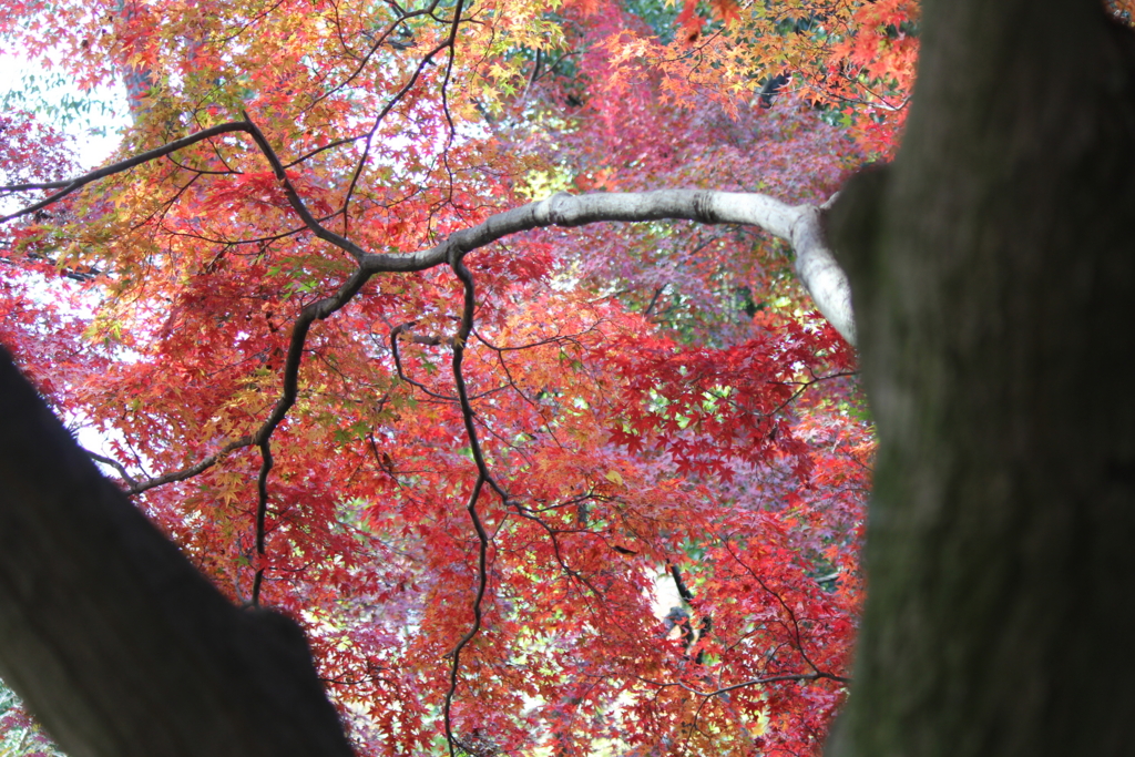 f:id:kame710:20161116103843j:plain f:id:kame710:20161116103843j:plain