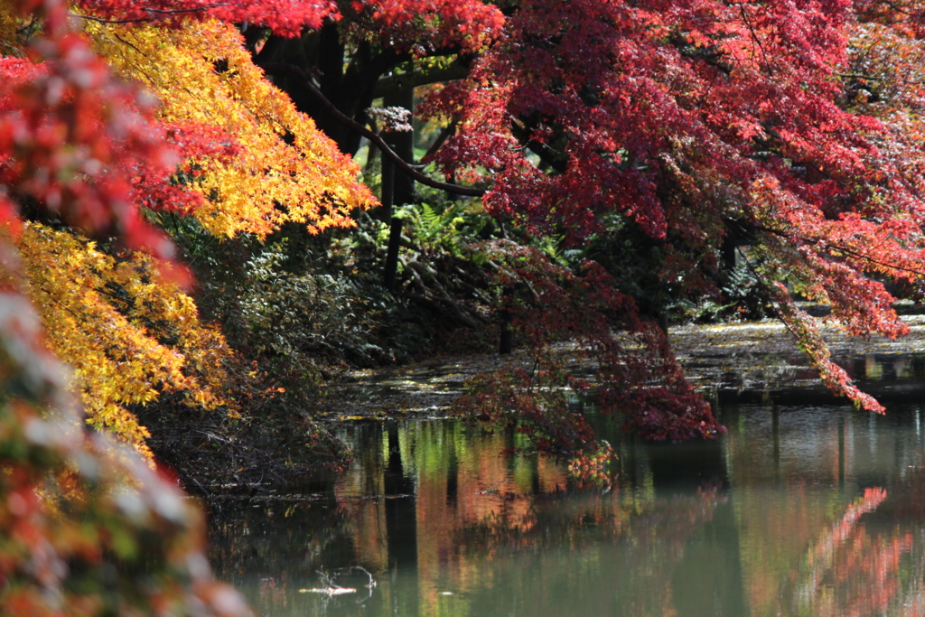 f:id:kame710:20161116104917j:plain f:id:kame710:20161116104917j:plain