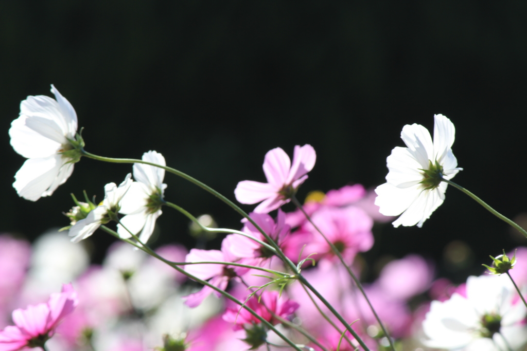 f:id:kame710:20161116112936j:plain f:id:kame710:20161116112936j:plain