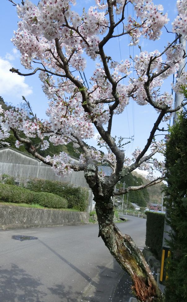 f:id:kame710:20170412143646j:plain