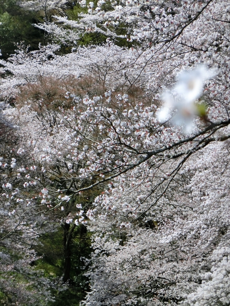 f:id:kame710:20180330103528j:plain