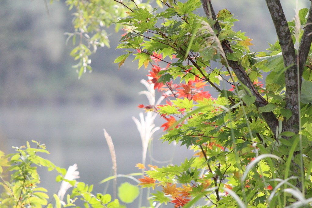 f:id:kame710:20181003064518j:plain f:id:kame710:20181003064518j:plain