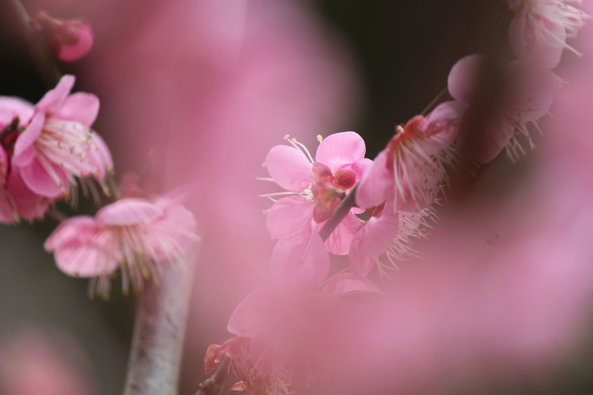 f:id:kame710:20200220112637j:plain