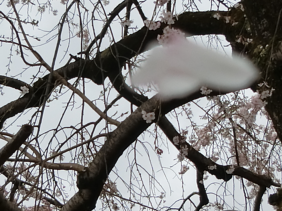 f:id:kame710:20200328102728j:plain