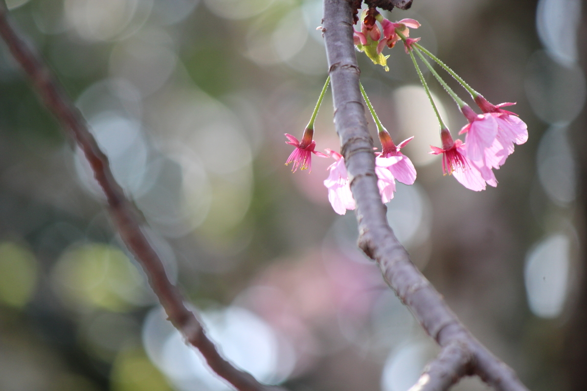 f:id:kame710:20200403095523j:plain
