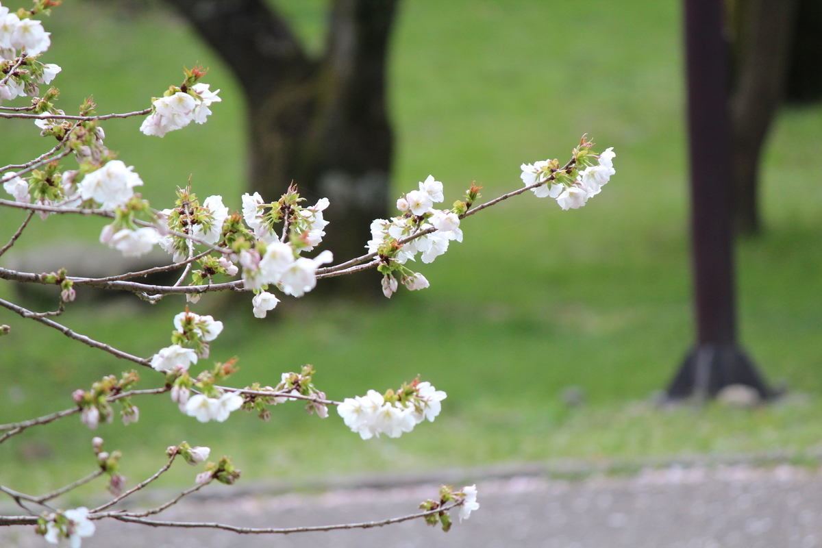 f:id:kame710:20200406095056j:plain