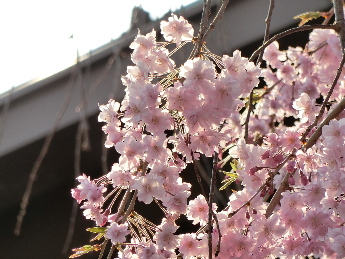 f:id:kame710:20200408090840j:plain