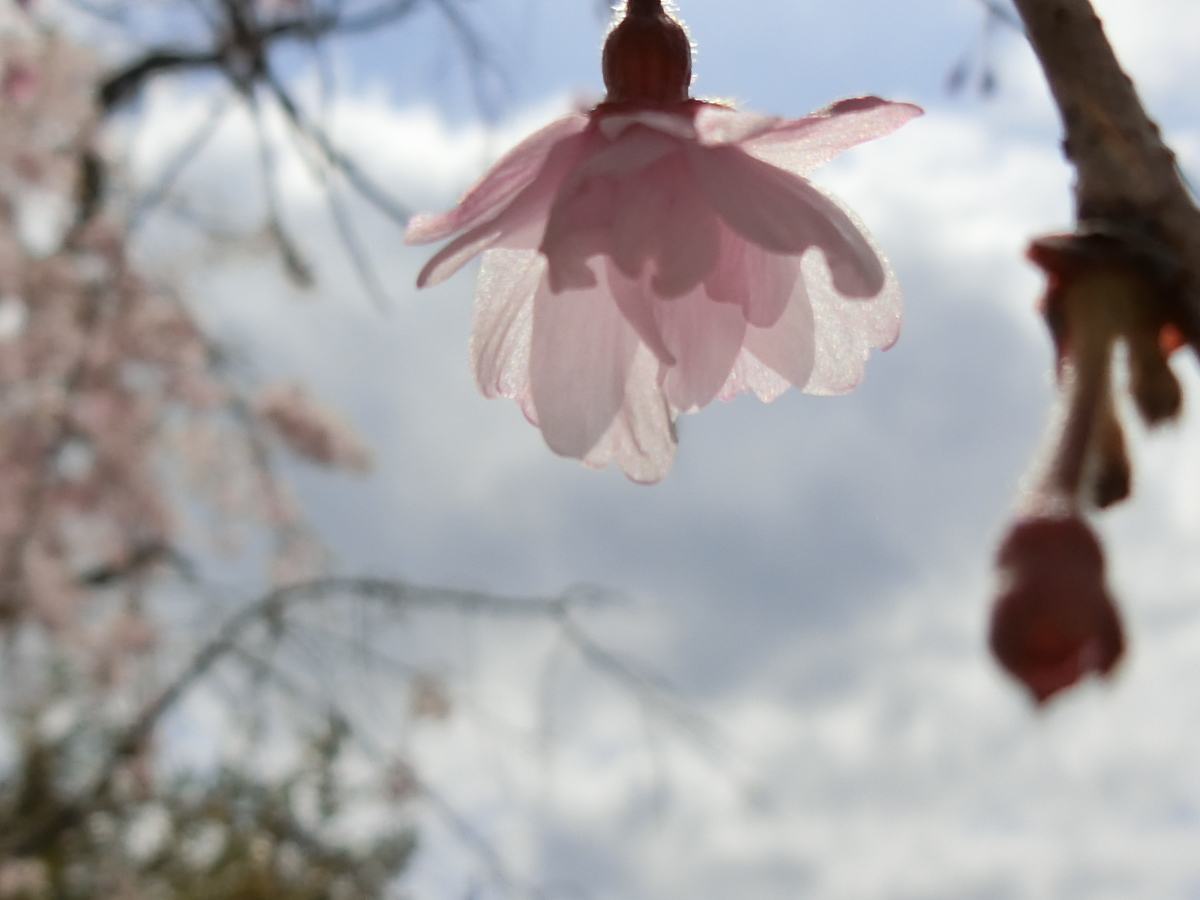f:id:kame710:20200411114336j:plain