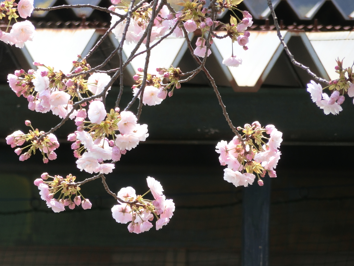 f:id:kame710:20200411115253j:plain